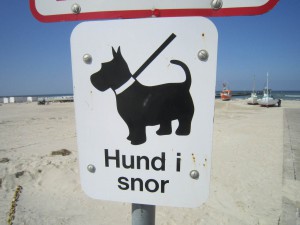 hund-i-snor